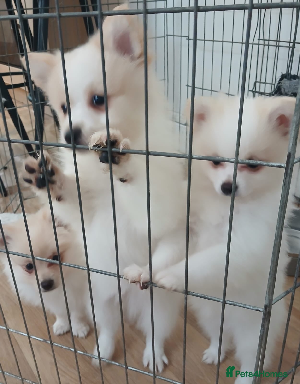 Pomeranian dogs 4 beautiful Pomeranian puppies for sale 900 - Advert 2