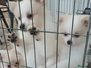 Pomeranian dogs 4 beautiful Pomeranian puppies for sale 900 - Advert 1