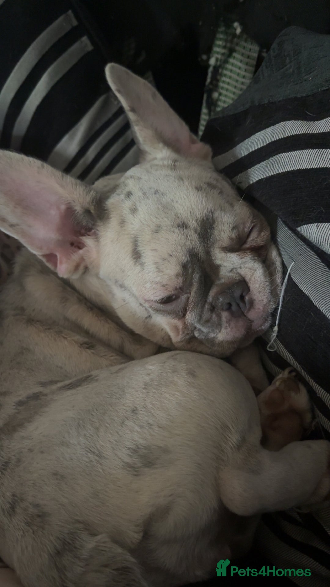 French Bulldog dogs for sale: Puppy - Image 2