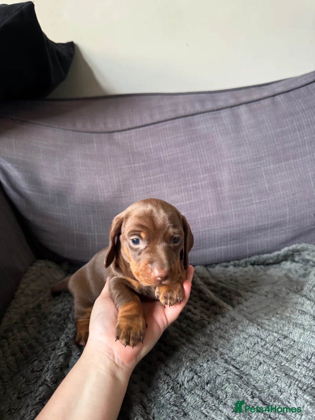Dachshund dogs for sale: Miniature Dashund puppies - Advert 2