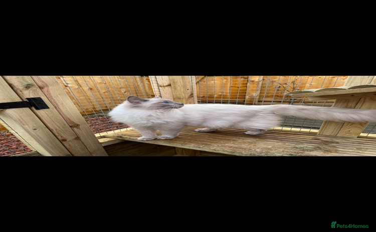 Ragdoll cats - Advert 1