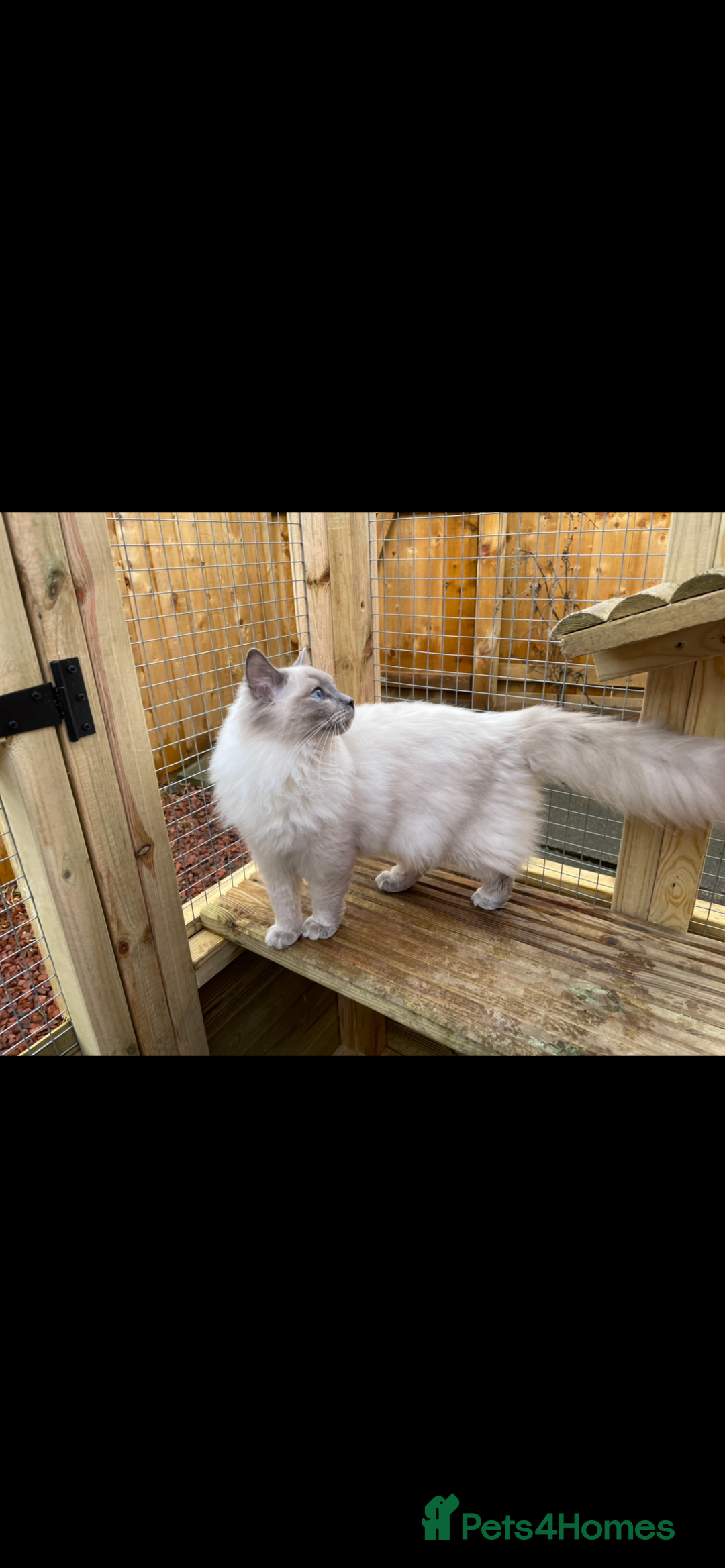 Ragdoll cats for sale: 🌸Extensively health tested female ragdoll🌸  - Image 1