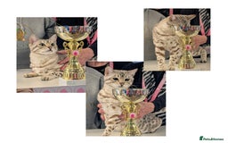 Bengal cats for sale: 🏆OUTSTANDING SHOW WINNING BENGALS KITTENS🔥 - Image 34