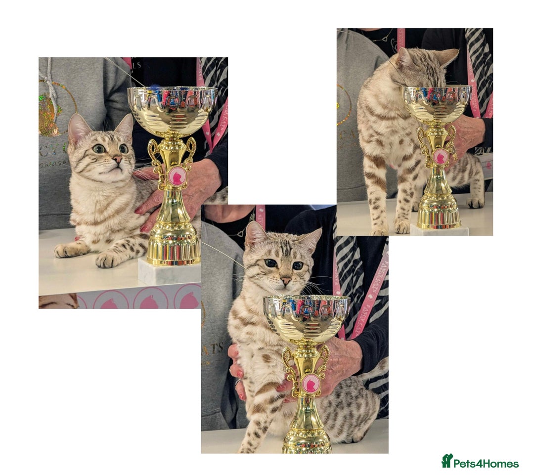 Bengal cats for sale: 🏆OUTSTANDING SHOW WINNING BENGALS KITTENS🔥 - Image 34