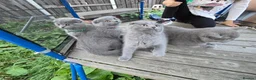 Scottish Fold cats for sale: scottish fold blue  - Advert 4