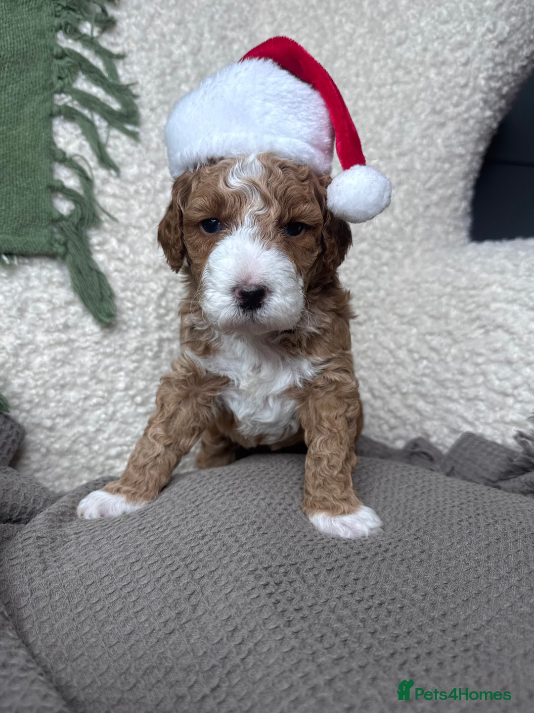 Irish Doodle dogs for sale: Mini Irish Doodle x Australian Labradoodle  - Advert 3