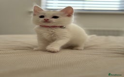Mixed Breed cats for sale: Mixed breed white kittens  - Image 6