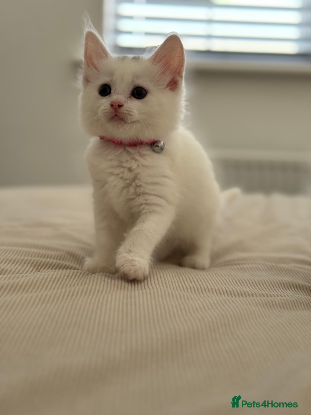 Mixed Breed cats for sale: Mixed breed white kittens  - Image 6