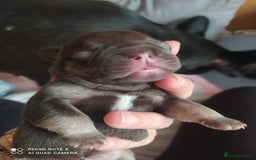 French Bulldog dogs for sale: KC French Bulldog girls puppies pure blue - Image 16