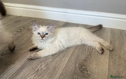 Ragdoll cats for sale: *REDUCED*GCCF Registered Ragdolls Blue/Seal/Lynx - Image 1