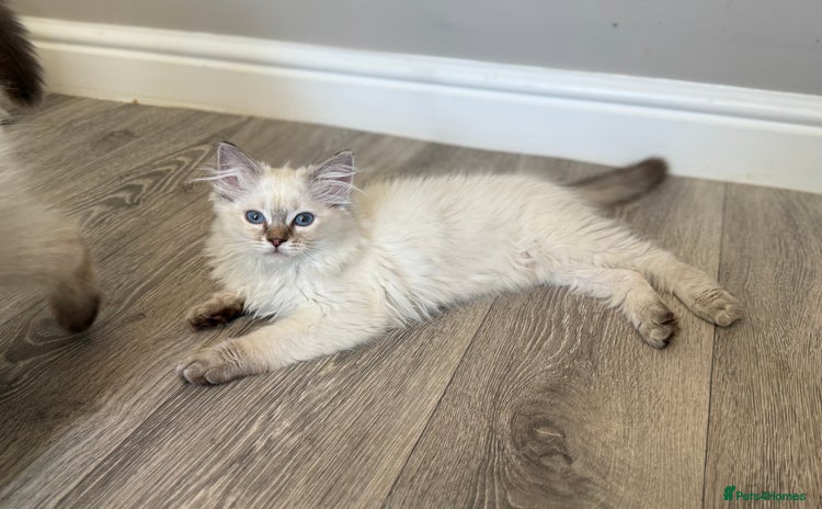 Ragdoll cats - Advert 6