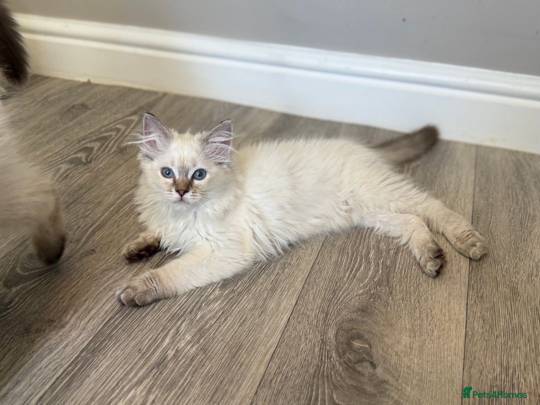 Ragdoll cats for sale: *REDUCED*GCCF Registered Ragdolls Blue/Seal/Lynx - Image 1