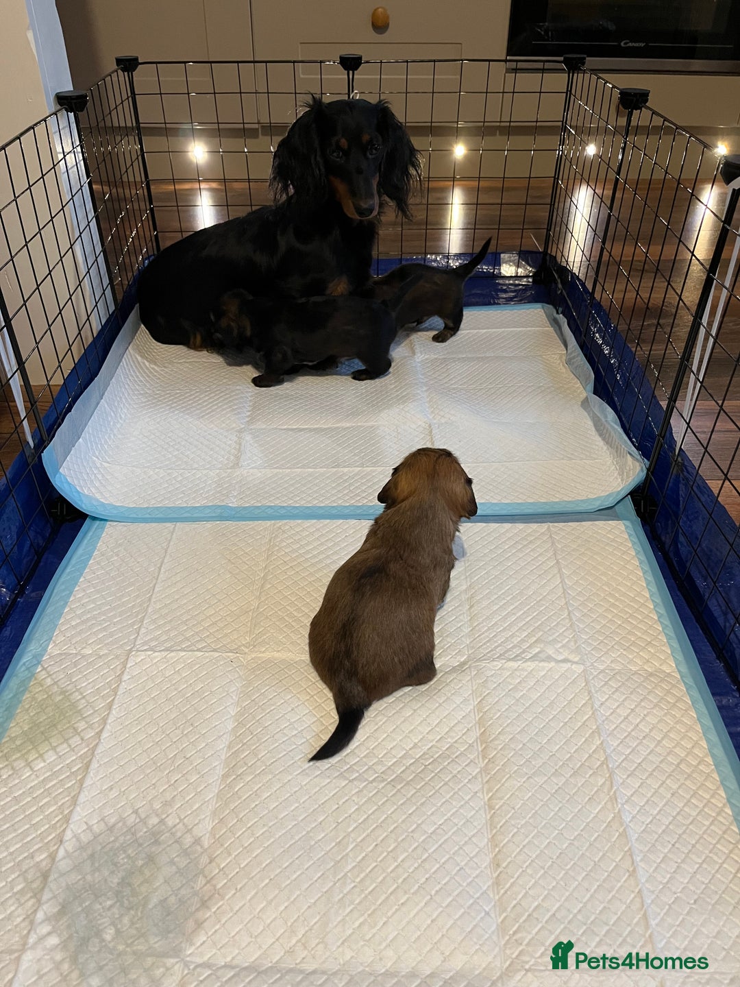 Mixed Breed dogs for sale: Beautiful Zuchon Doxies - Advert 31