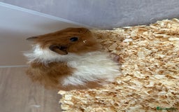 Guinea Pig rodents for sale: 2 beautiful female guinea pigs  - Image 4