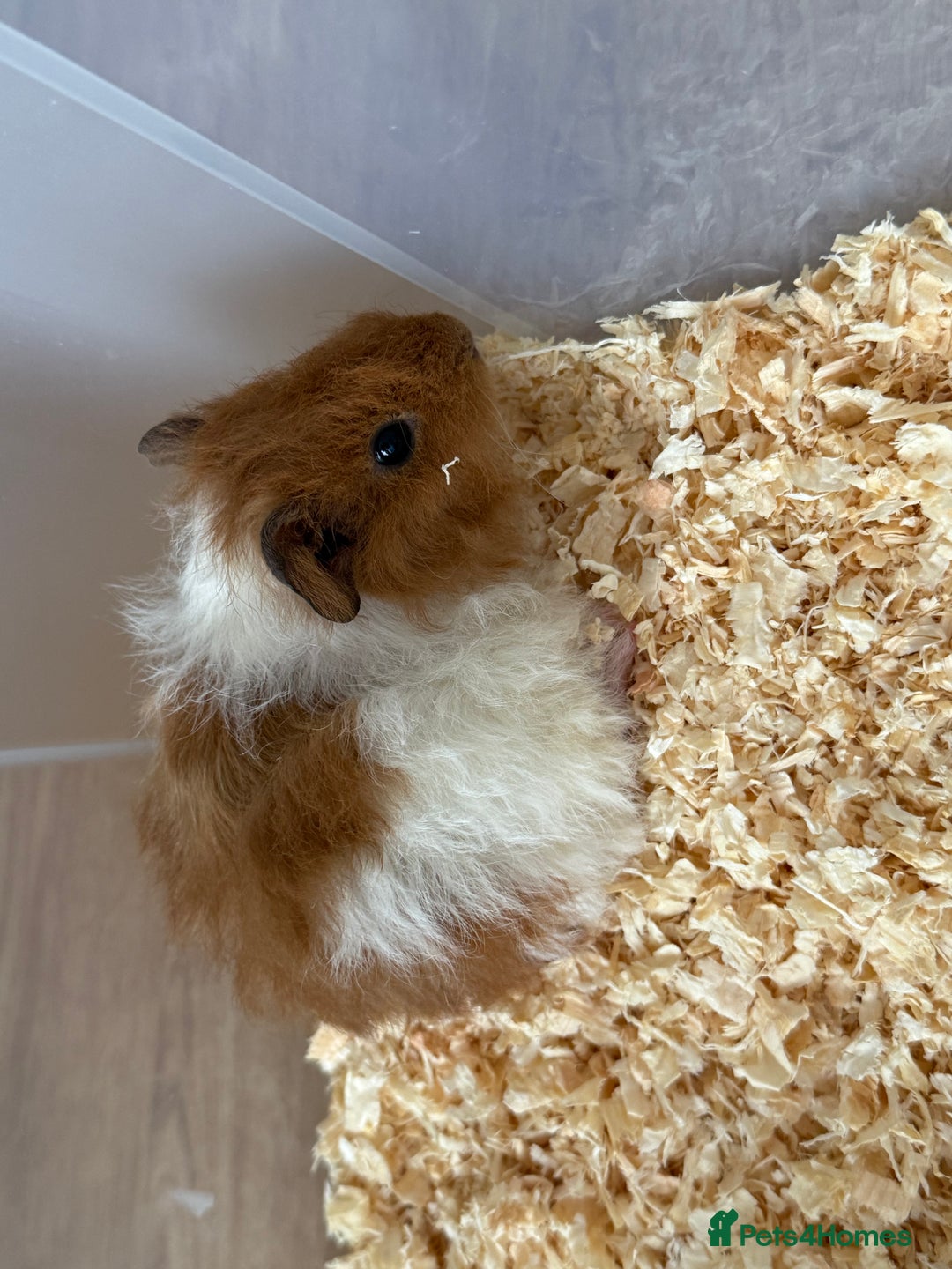 Guinea Pig rodents for sale: 2 beautiful female guinea pigs  - Image 4