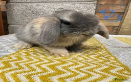 Mini Lop rabbits for sale: Mini Lop Rabbits For Sale  - Advert 17