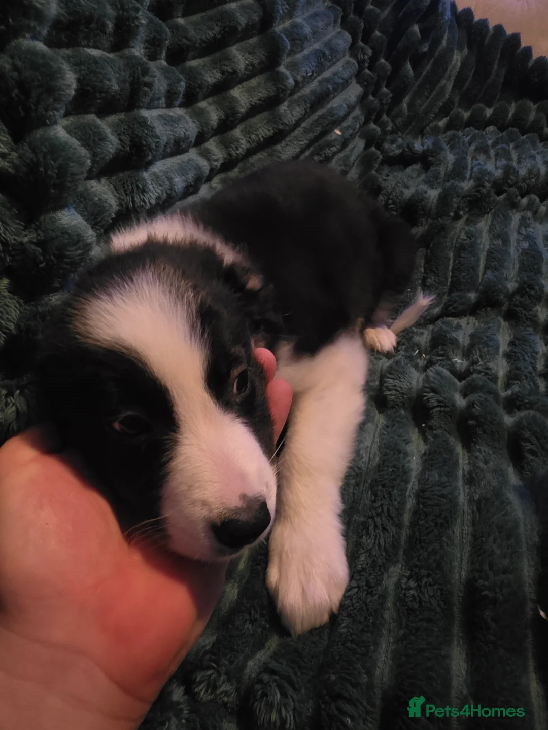 Border Collie dogs for sale: Border collie pups  - Advert 10