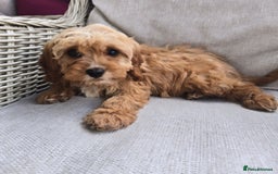 Cavapoo dogs for sale: Cavapoobabiesuk litter has arrived - Image 13