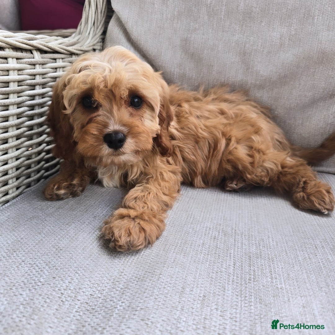 Cavapoo dogs for sale: Cavapoobabiesuk litter has arrived - Image 13