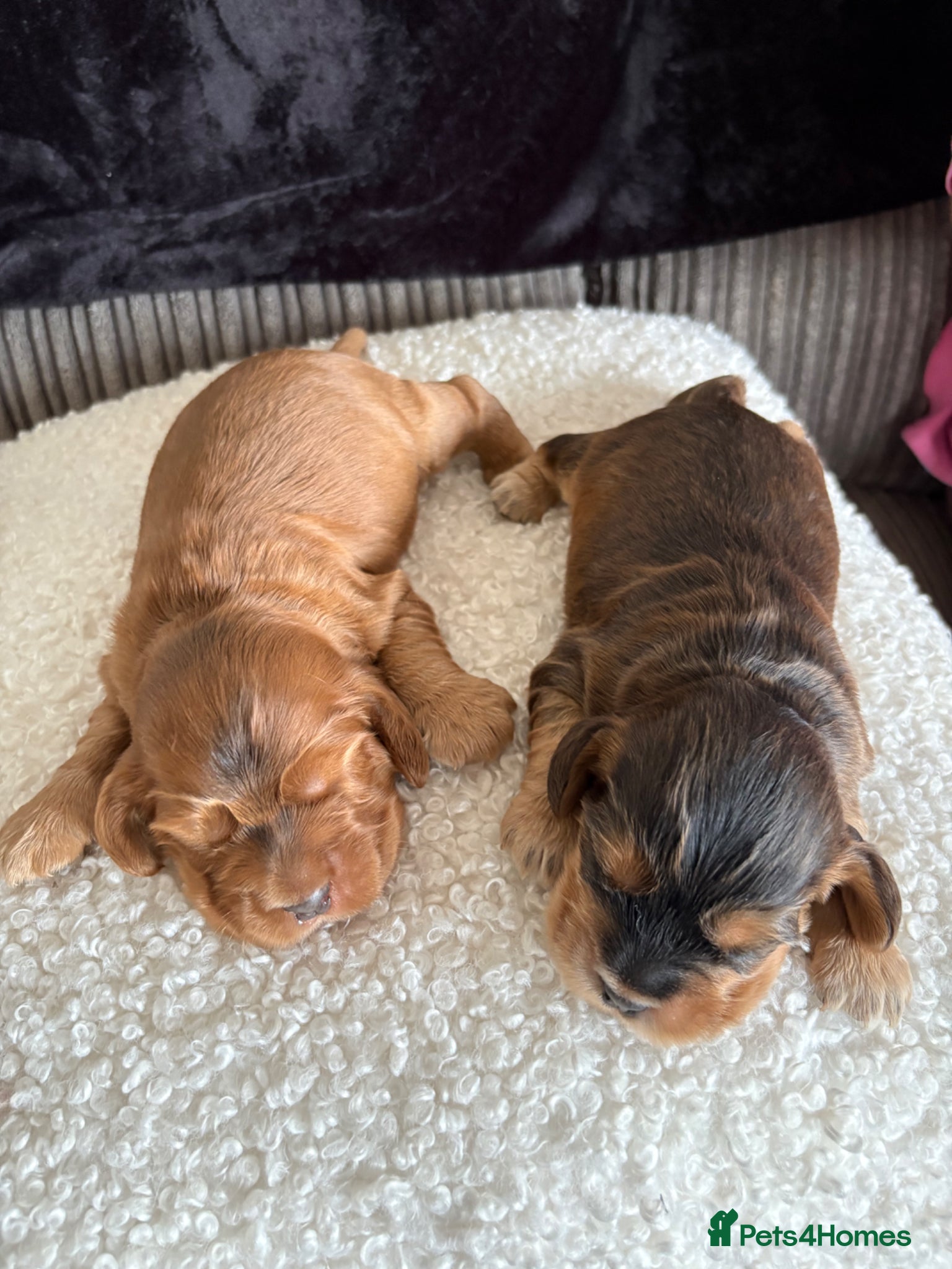 Cocker Spaniel dogs Stunning show type cocker spaniels  - Advert 2