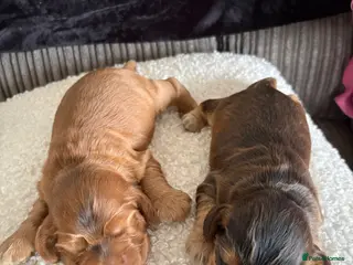 Cocker Spaniel dogs Stunning show type cocker spaniels - Advert 2