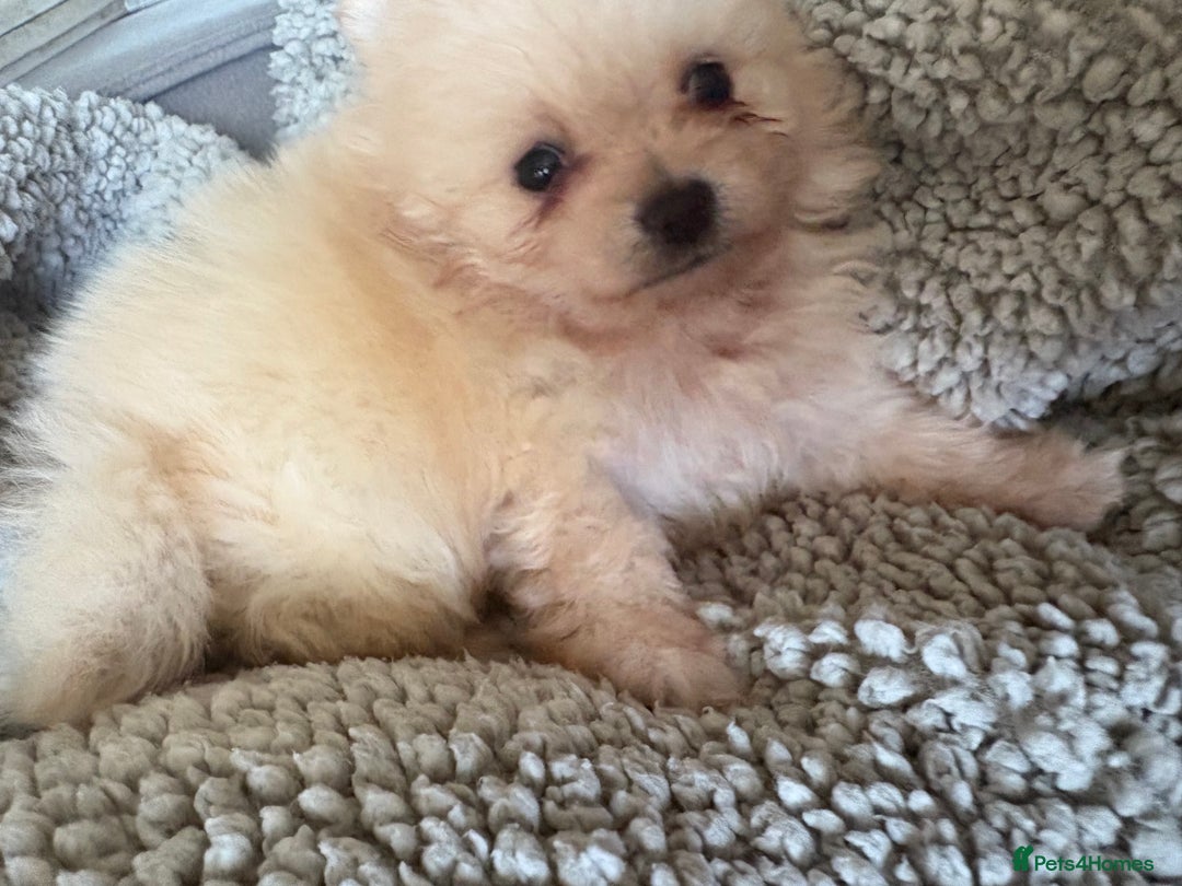 Pomeranian dogs for sale: ** Pomeranian Puppies 🐶🤍🐻🤎 - Image 24