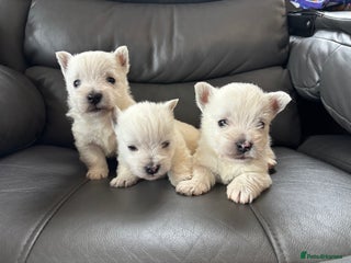 West Highland Terrier dogs - Advert 1