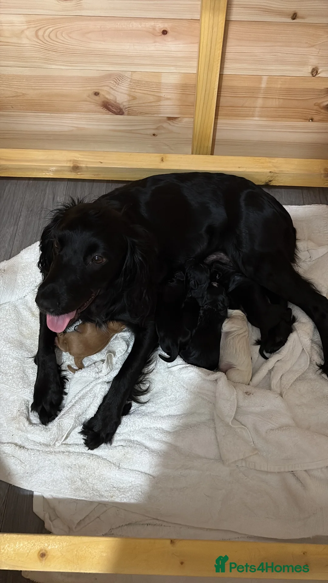 Sprocker dogs for sale: Sprocker spaniel  in Keith - Advert 23