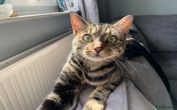 Domestic Shorthair cats for sale: One year old tabby male - Image 1
