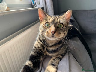 Domestic Shorthair cats One year old tabby male - Advert 7