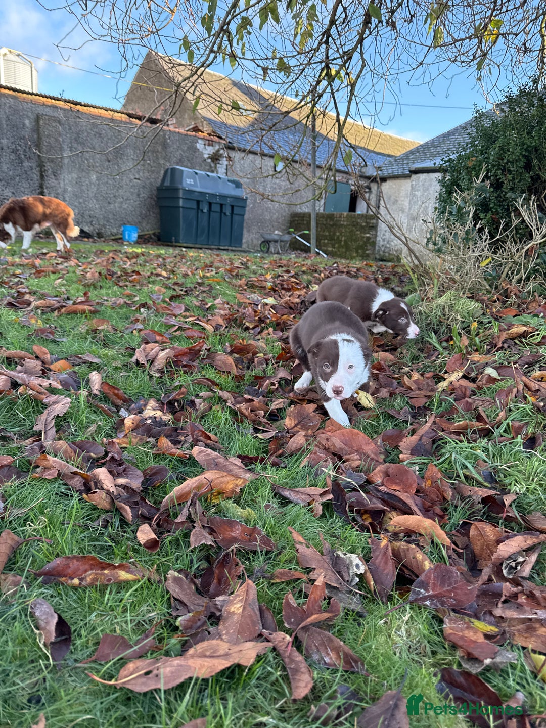 Border Collie dogs for sale: Red & White Border Collie Puppies - Advert 9