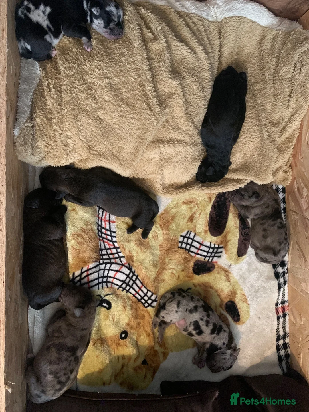 Mixed Breed dogs for sale: Doberman/Staffordshire bull terrier  in Kenley - Advert 2