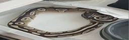 Python Snake reptiles for sale: 6 Royal pythons need a new home - Advert 6