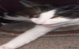 British Shorthair cats for sale: Male cat  - Image 9