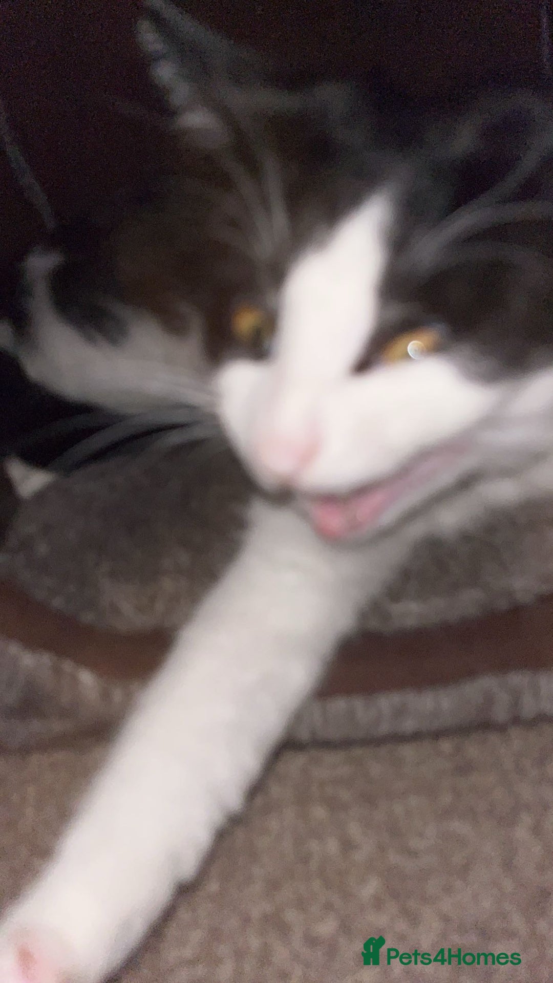 British Shorthair cats for sale: Male cat  - Image 9