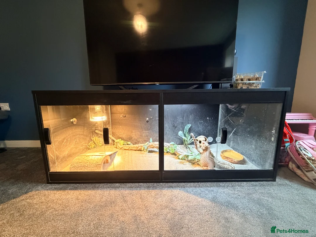 Bearded Dragon reptiles for sale: Bearded dragon  in Thame - Advert 4