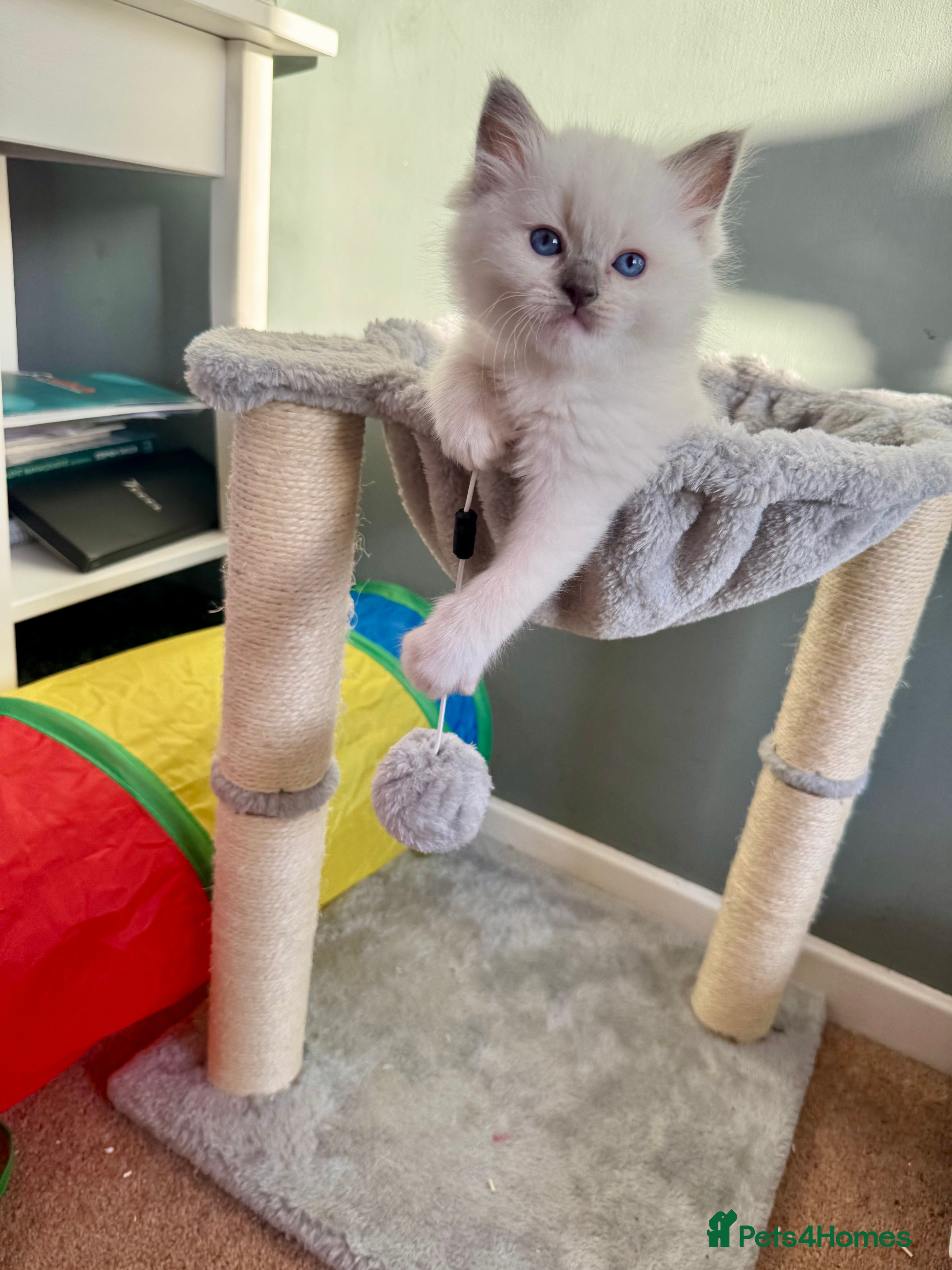 Ragdoll cats Beautiful Registered Ragdoll Kittens Available  - Advert 14