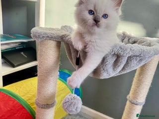 Ragdoll cats Beautiful Registered Ragdoll Kittens Available - Advert 14