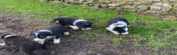 Border Collie dogs for sale: Lovely Border Collie puppies - Advert 6