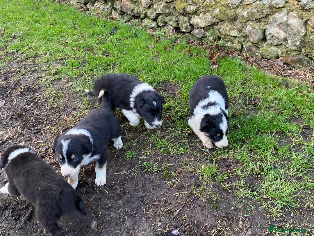 Border Collie dogs for sale: Lovely Border Collie puppies - Advert 6