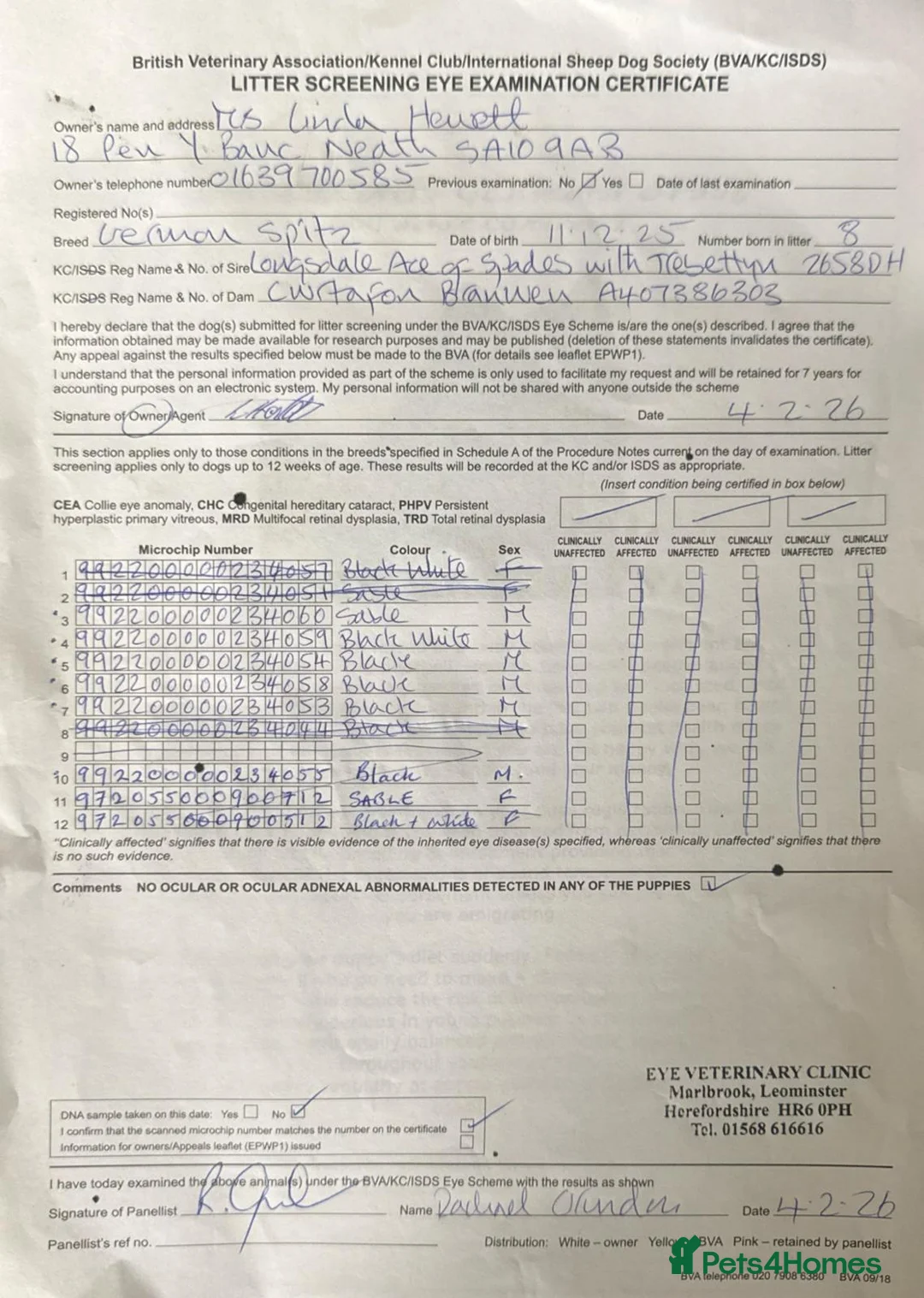 German Spitz dogs for sale: stunning black pups - Advert 6