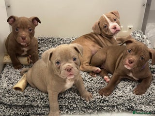 American Bully dogs Last 2 ABKC POCKET BULLYS IMPORT BLOODLINES - Advert 6