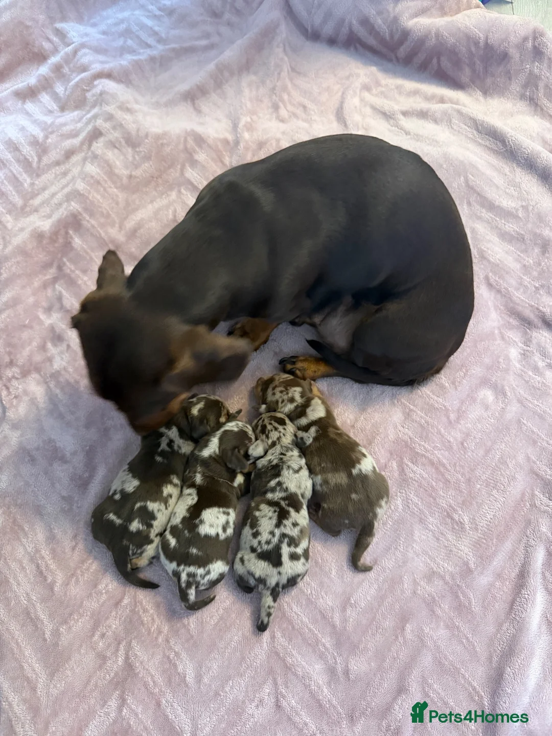 Miniature Dachshund dogs for sale: Gorgeous Dapple Mini Dachshund Puppies Boys&Girls - Advert 2