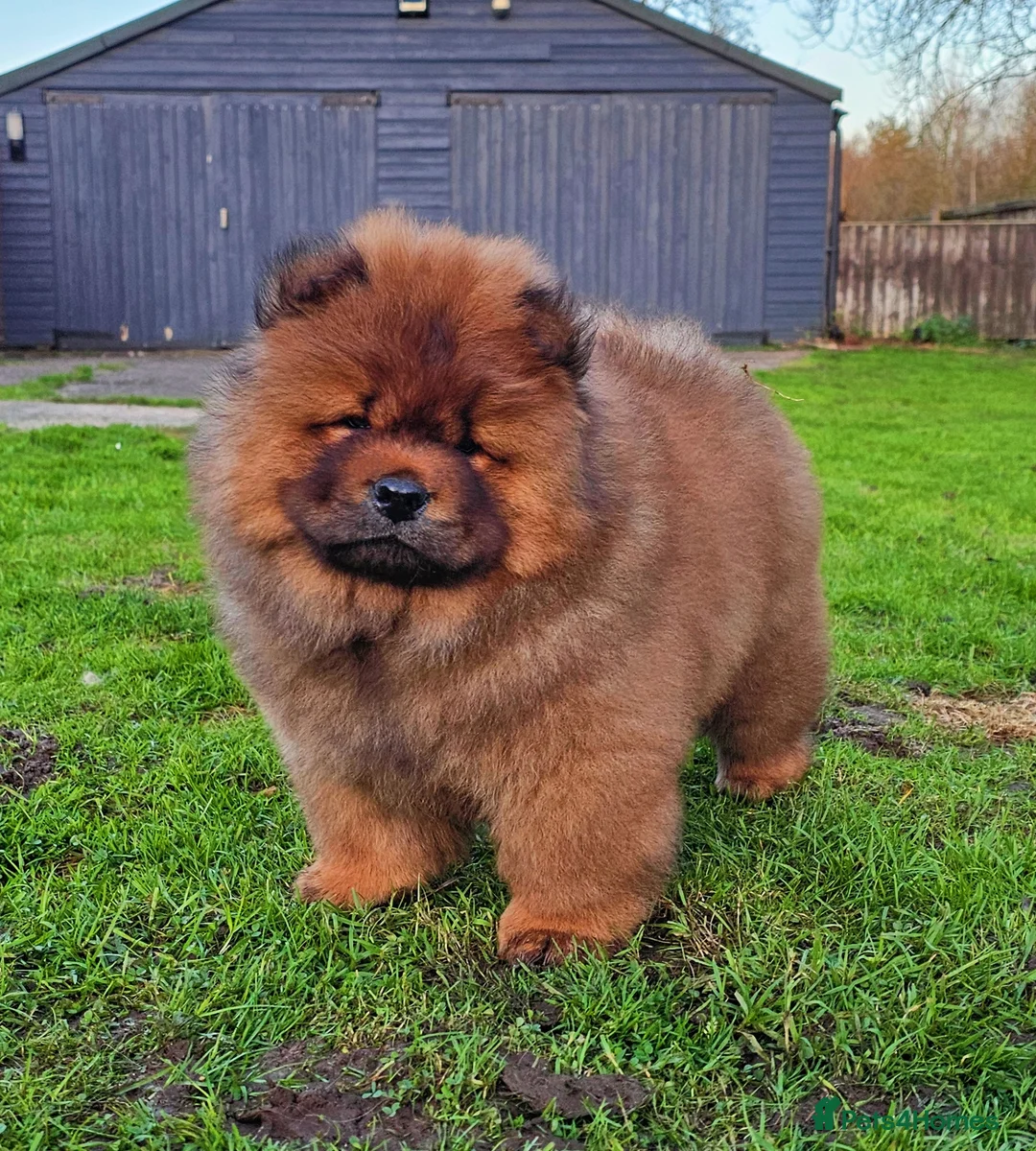 Chow Chow dogs for sale: Crufts parent pedigree  - Advert 3