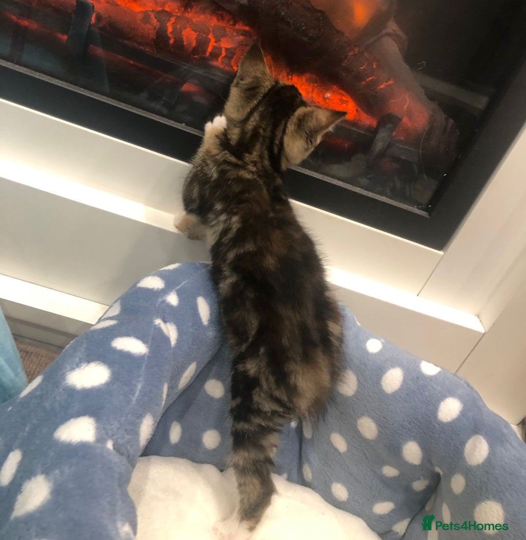 Mixed Breed cats for sale: Lovely kittens 8 weeks old  - Image 11