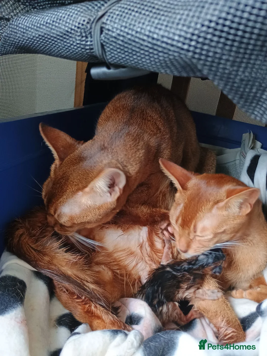 Abyssinian cats for sale: Two stunning Abyssinian male kittens ready now - Advert 8