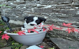 Border Collie dogs for sale: Unique Tri colour and piebald Border Collies  - Image 3