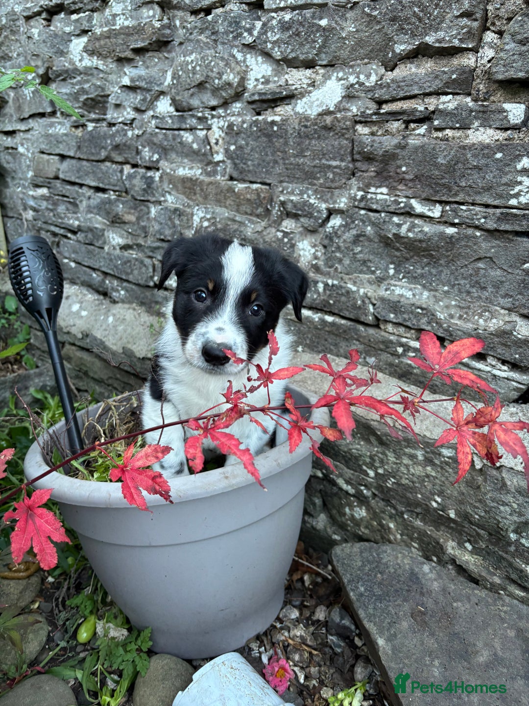 Border Collie dogs for sale: Unique Tri colour and piebald Border Collies  - Image 3
