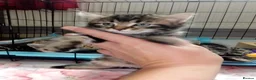 Mixed Breed cats for sale: 5 Fluffy Ragdoll x Tabby kittens  - Advert 7