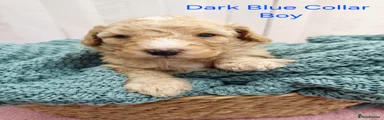 Mini Goldendoodle Puppy 6